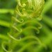 Fern 060507
